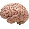 Nuts And Brain Functions - Picture Box