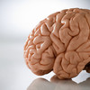 Nuts And Brain Functions - Picture Box