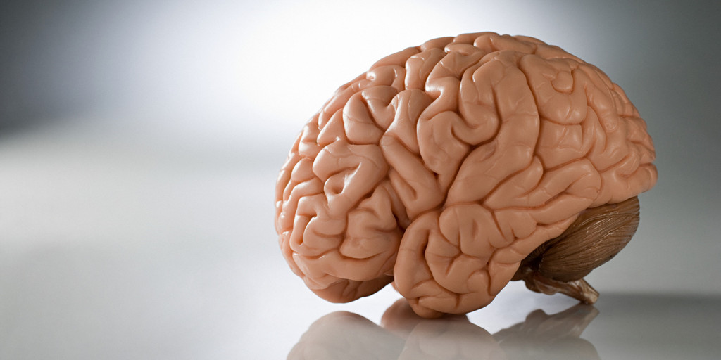 Nuts And Brain Functions Picture Box