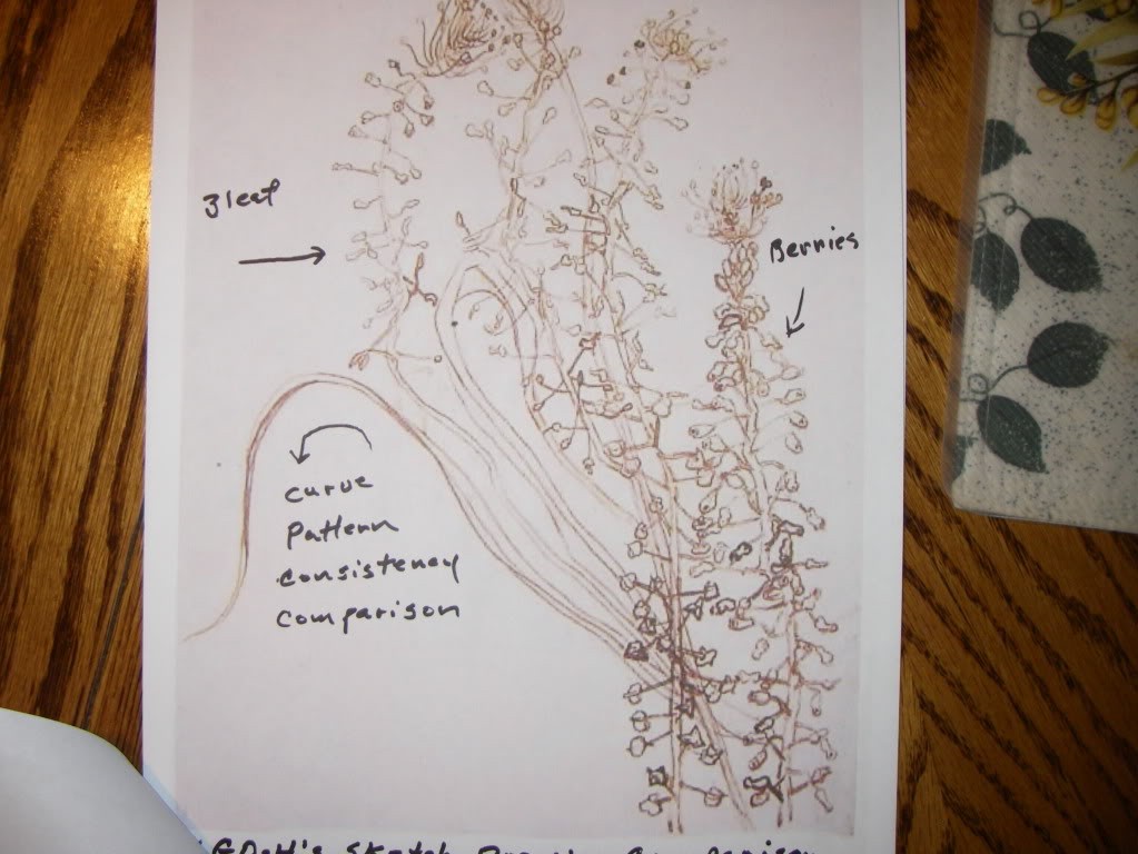 VG Drawing Comparison Van Gogh