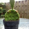 image - Cactus