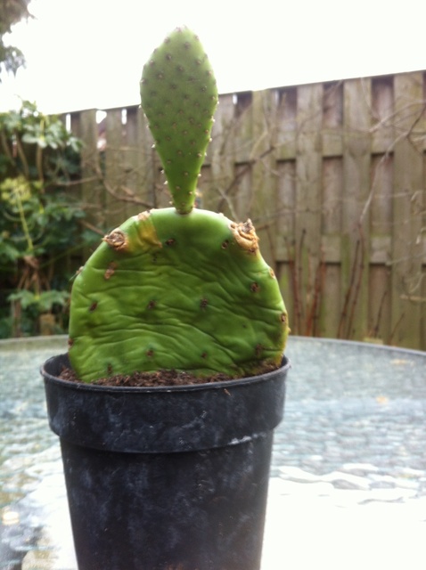 image Cactus