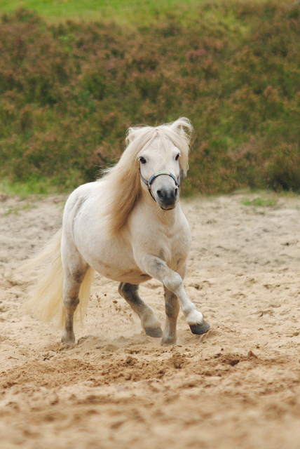 plukk2b balingehofforum