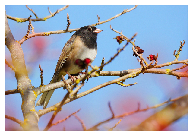 2016 Backyard Bird 1 Wildlife