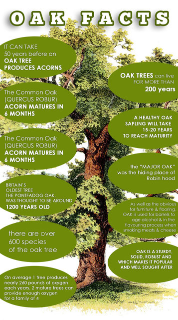 Facts About The Majestic Oak Tree Picture Box