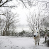 sneeuw1 - balingehofforum