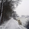 sneeuw2 - balingehofforum