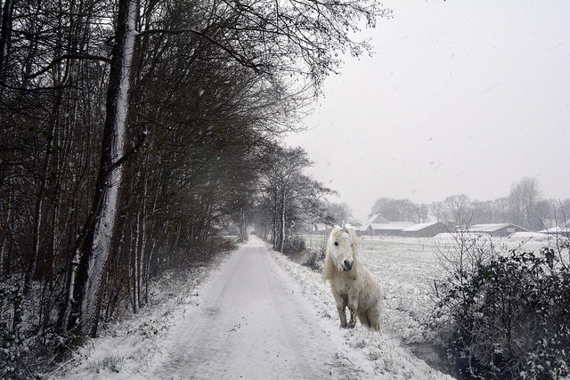 sneeuw2 balingehofforum