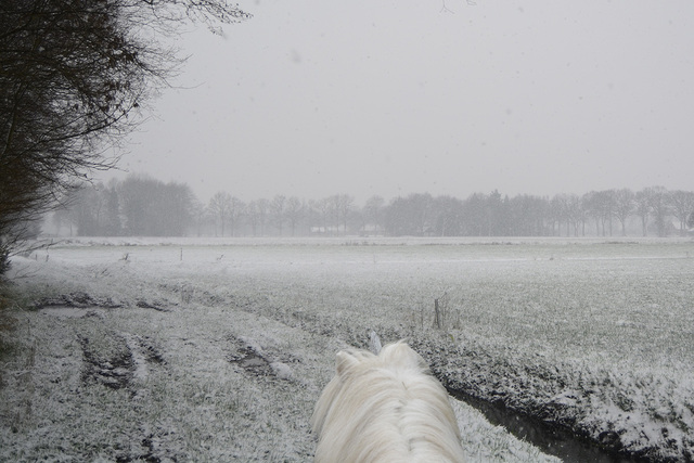 sneeuw9 balingehofforum