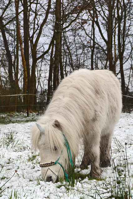 sneeuw7 balingehofforum