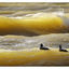 Yellow Waves - Wildlife