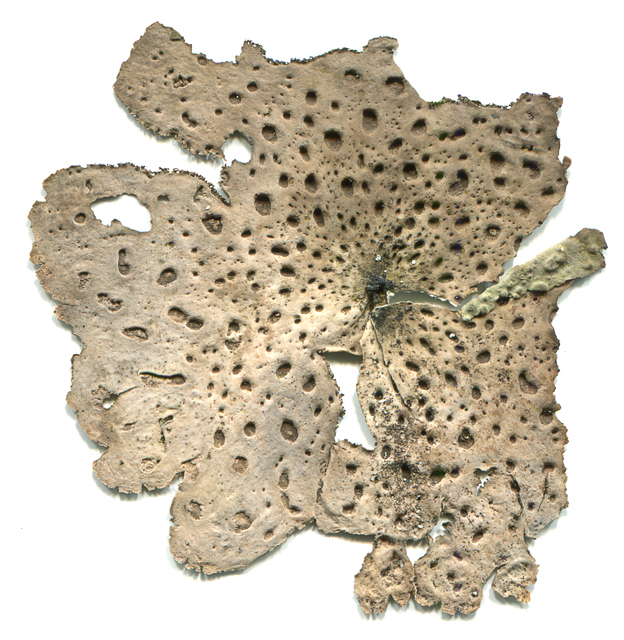 TheaSofrae rachel lewis mushroom underside RAW