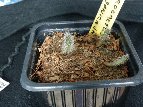 P1010971 cactus