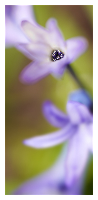 Backyard flower 2016 1 Close-Up Photography