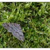 Moth in Moss 2016 - Close-Up Photography