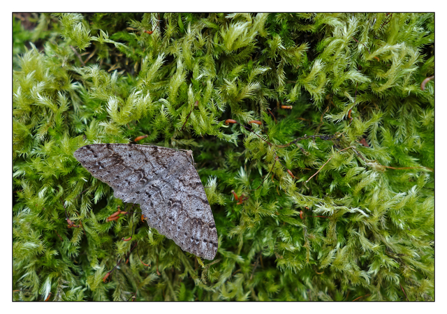 Moth in Moss 2016 Close-Up Photography