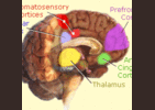 http://advancedtrimsite.com/focusnutra-intelligex/