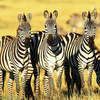 Serengeti Tour Packages by ... - Amani Tours & Travel Ltd