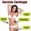 2-bottles-abc-pure-garcinia... - Remove Extra Fat  With Flawless Garcinia Cambogia