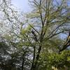 tree surgeons in bedford - Picture Box