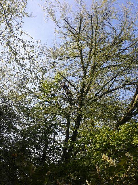 tree surgeons in bedford Picture Box