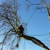 tree surgeon bedford - Picture Box