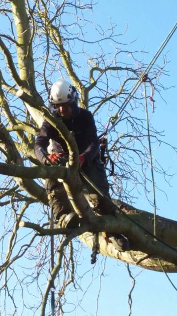 tree surgeons in bedfordshire Picture Box