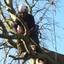 tree surgeons in bedfordshire - Picture Box