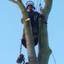 tree surgeons bedfordshire - Picture Box