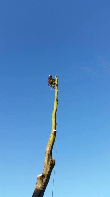 tree surgeons in bedford Picture Box