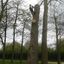 tree surgeon bedford - Picture Box