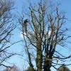 tree surgeons in bedfordshire - Picture Box