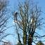 tree surgeons in bedfordshire - Picture Box