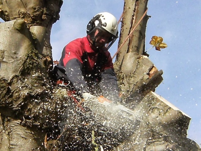 tree surgeons bedfordshire Picture Box