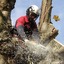 tree surgeons bedfordshire - Picture Box