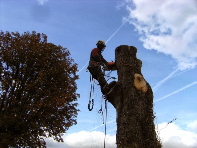 tree surgeons in bedford Picture Box
