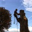 tree surgeons in bedford - Picture Box