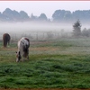 B Paarden in de mist 2013 tn - Picture Box