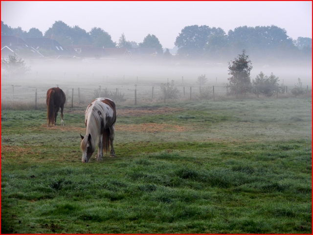 B Paarden in de mist 2013 tn Picture Box
