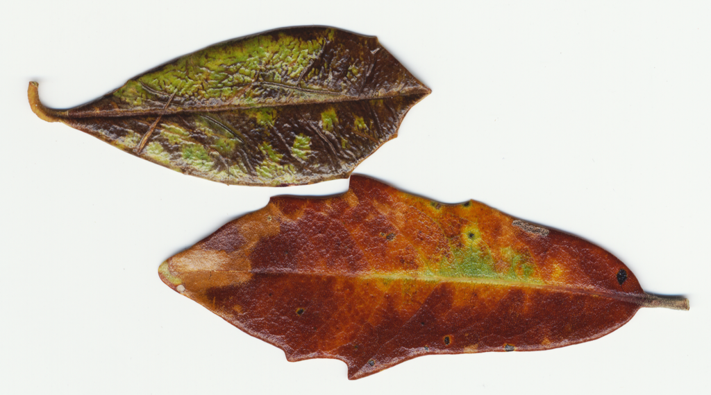leaf Picture Box