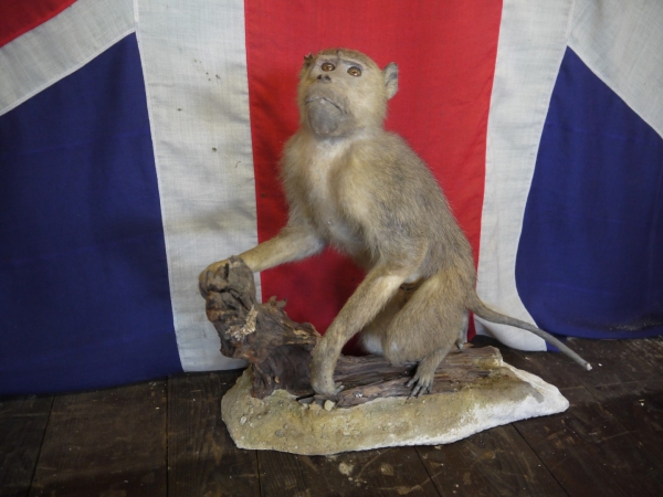 Antique Old 1930s Macaque Monkey Taxidermy BYgones