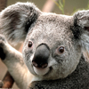 Koala - http://thedropnet