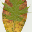 leafs - Picture Box