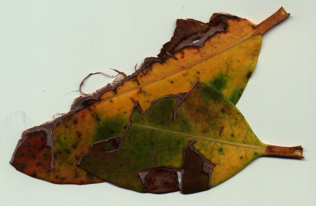 leaf22 Picture Box