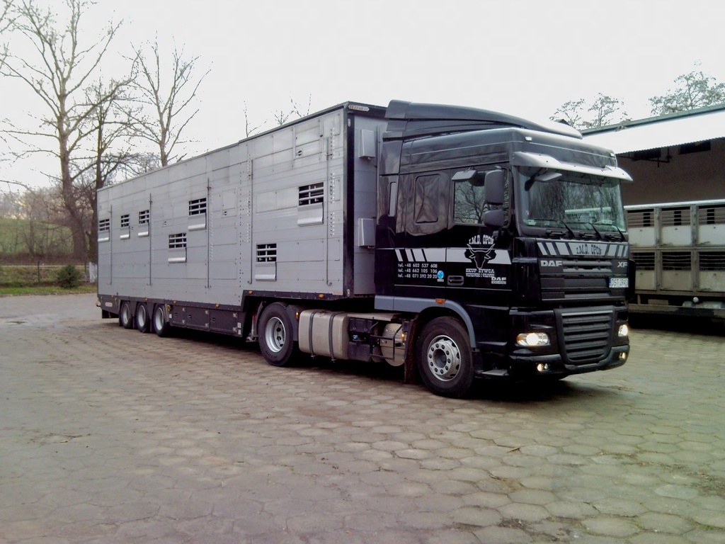 DAF1 - 