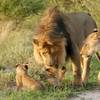 lion-cubs - African paradise Safaris - ...