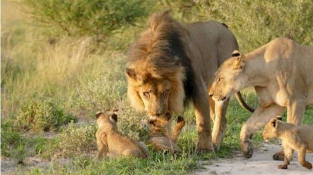 lion-cubs African paradise Safaris - Kenya wildlife migration