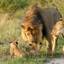 lion-cubs - African paradise Safaris - Kenya wildlife migration