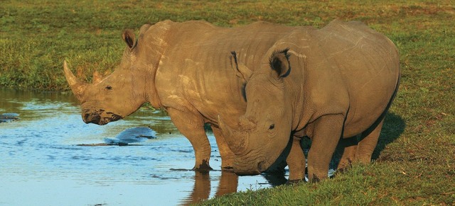 lewa-wildlife-conservancy-rhinos African paradise Safaris - Kenya wildlife migration