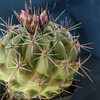 P1010989 - cactus